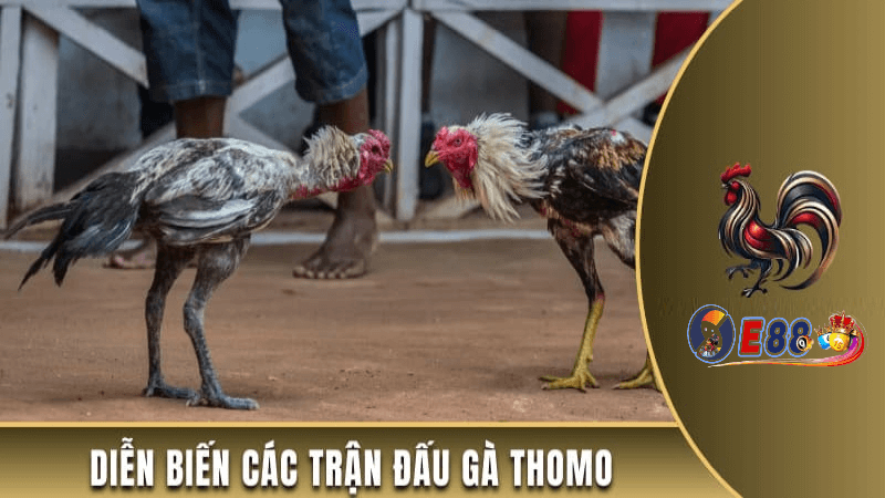 Cách chọn gà đá cựa sắt chuẩn